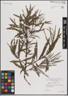 Foto von Salix eleagnos Scop.